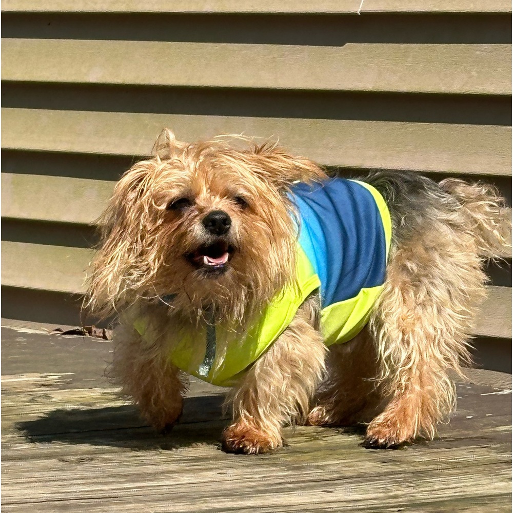 Sun squad, pet/dog cooling pet vest top shirt size small NWT